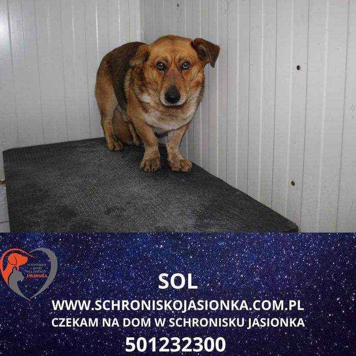 Sol w schronisku jasionka aktualne