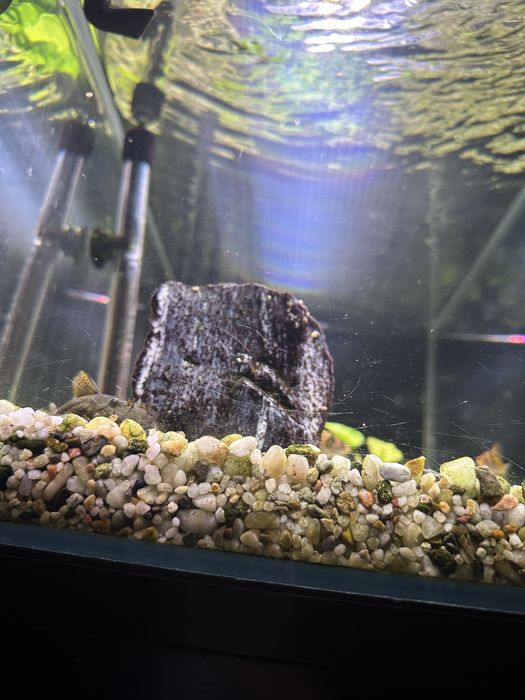 akwarium NACD optiwhite