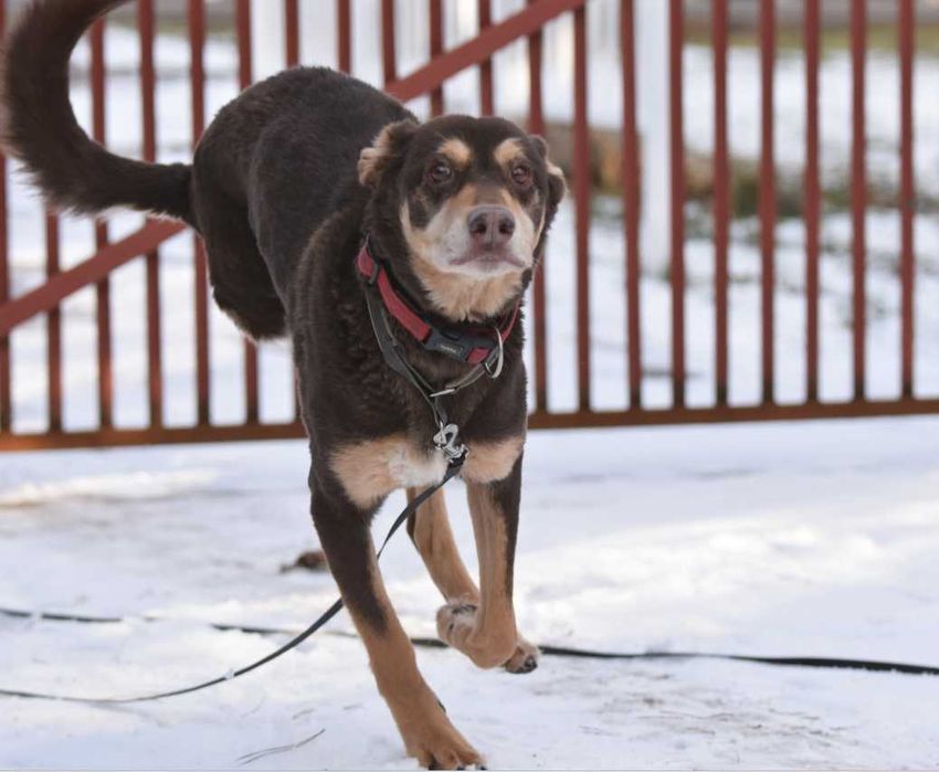Czy możemy liczyć na cud i Xsara znajdzie swój domek?