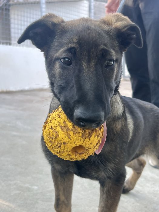 Pastor Belga Malinois