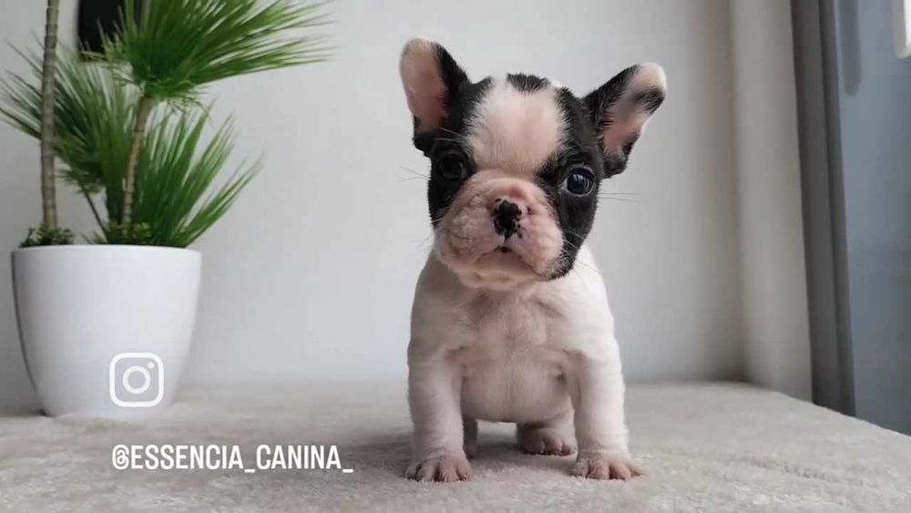 Bulldog Francês Fêmea com LOP e Afixo