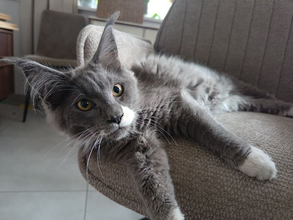 Kocurek Maine coon -Rodowod  FPL