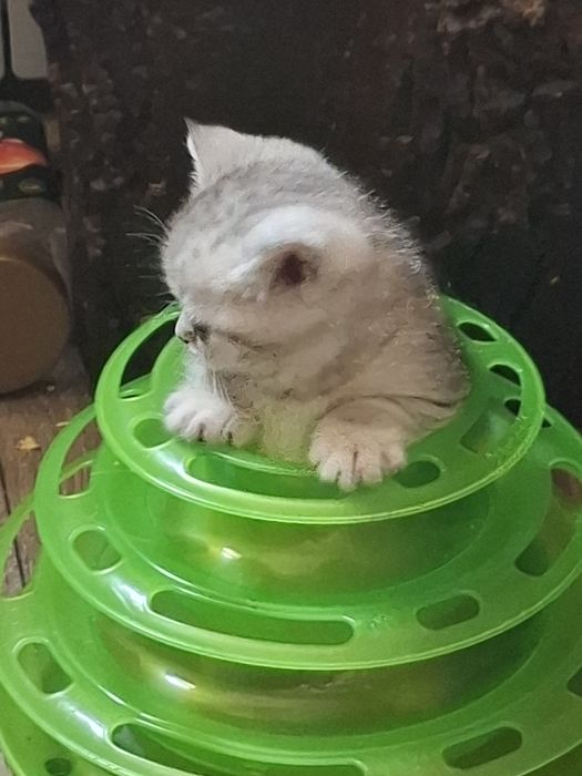 Шотландські кошенята