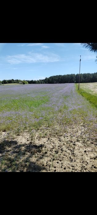 Sprzedam facelię z chabrem