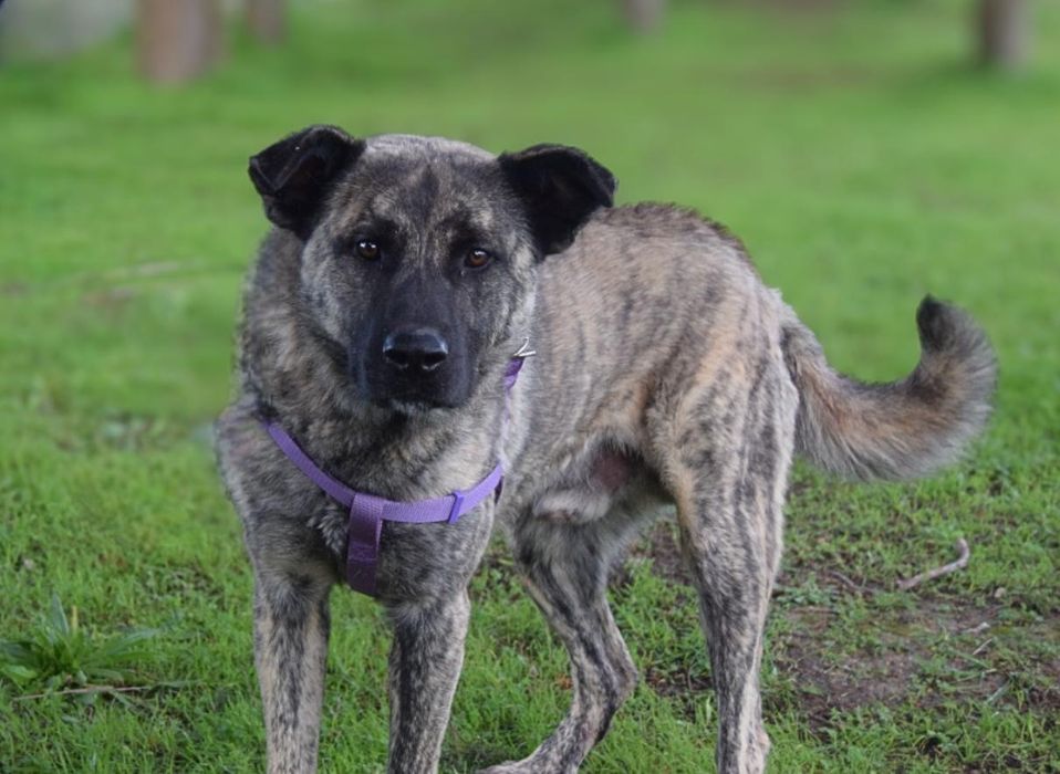 Caozinho com 2 anos para adoção responsável