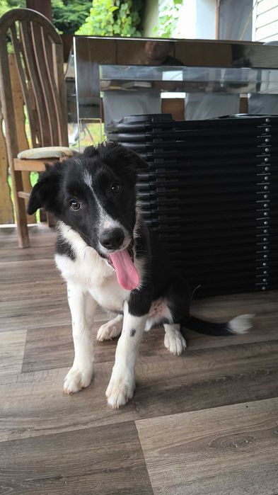 Border collie szczeniak