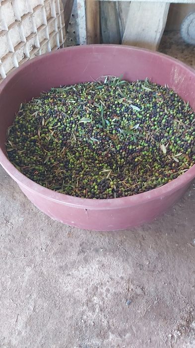 Azeite - caseiro - Extra Virgem (100% Biológico)