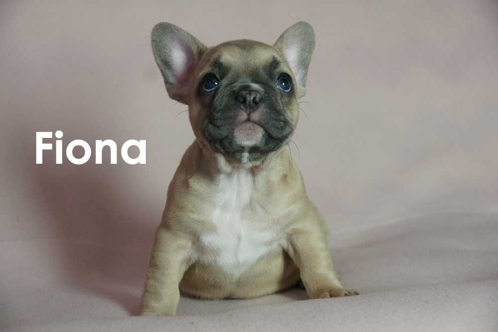 Do sprzedania buldog francuski - SUCZKA