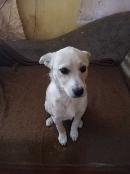 Цуценя в добрі руки