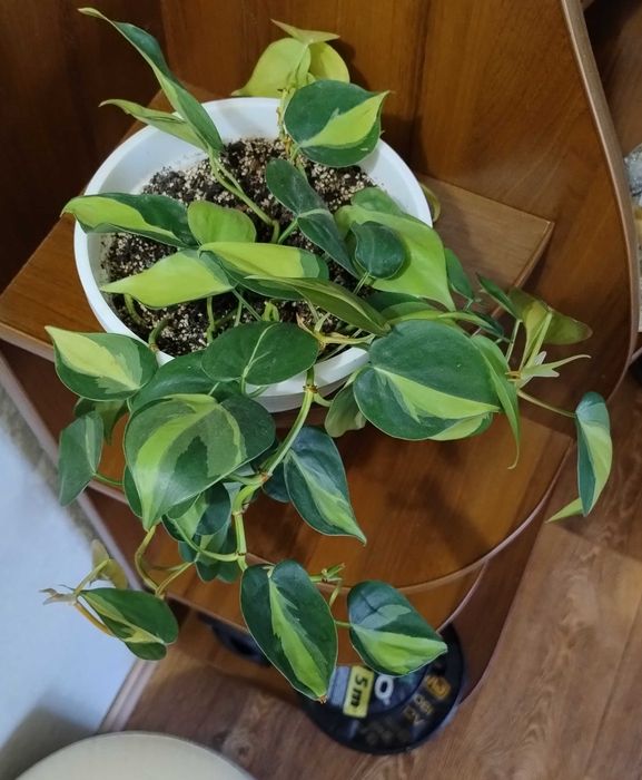 Филодендрон Бразилия, Филодендрон Лемон Лайм