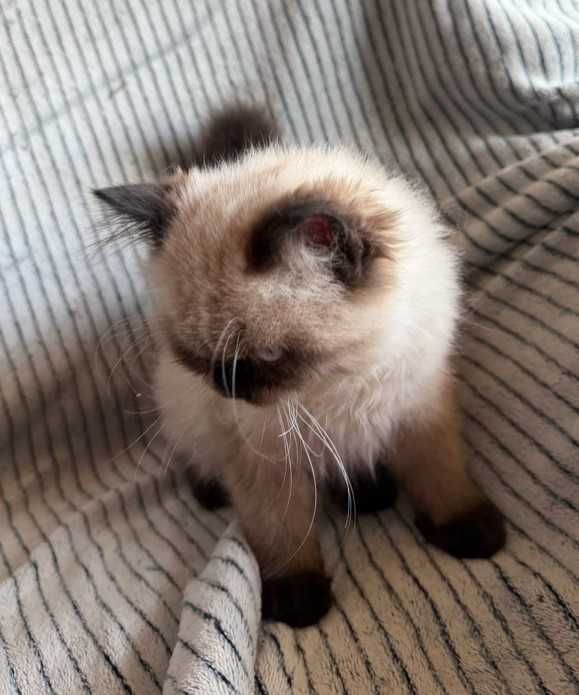 Котик невский маскарадньій