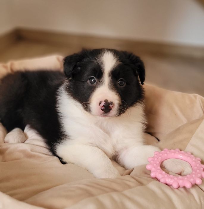 Border Collie piesek