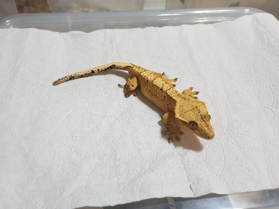 Gekony orzęsione samczyki