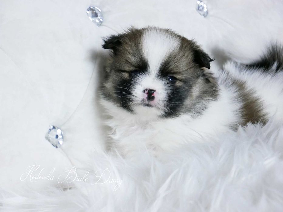 Szpic miniaturowy Pomeranian Boo Szpice Śląskie Rodowód Samiec Hary