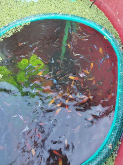 Vendo peixes Guppys e platys