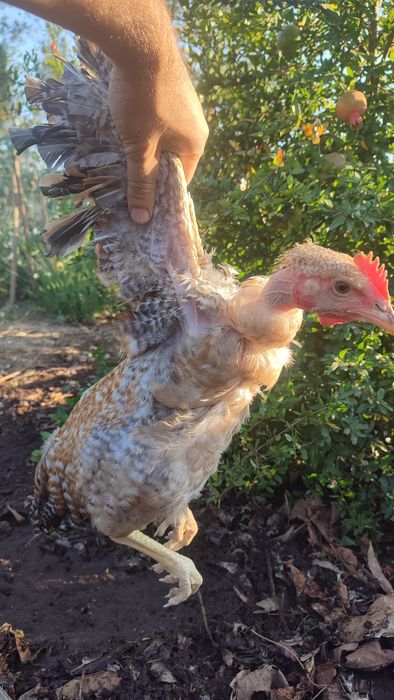 Frangos do campo