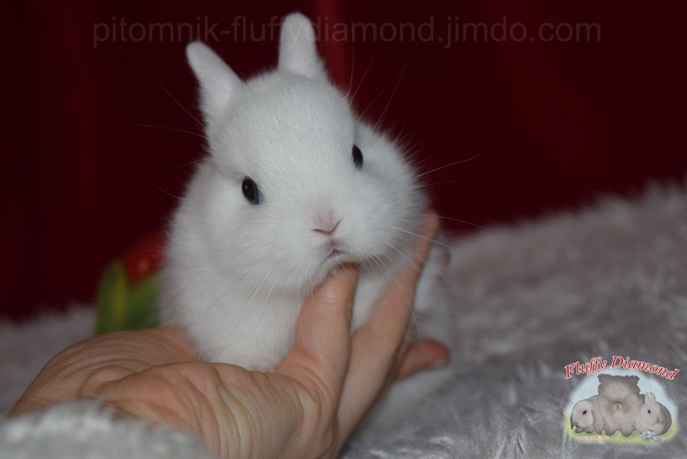 Гермелини-найменші з карликових кроликів. Розплідник! Вакциновані