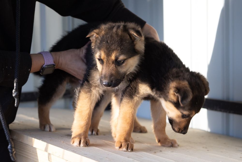 Цуцик, собака, щенок в гарні руки