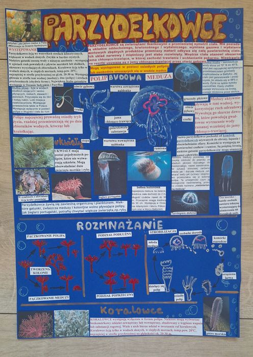 Plakat na biologię parzydełkowce