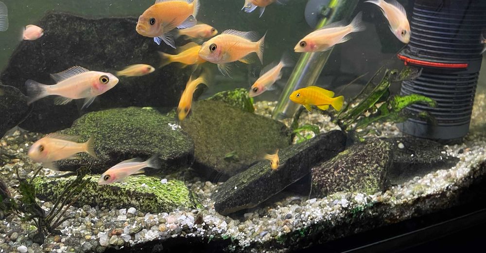 Młode Aulonocara fire fish. Malawi