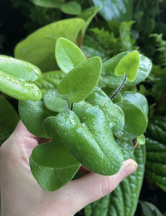 Папороть Hemionitis Arifolia