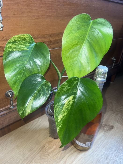 Монстера з жовтою варієгатністю  (Aurea)