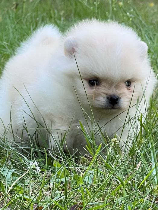Pomeranian mini boo dziewczynka