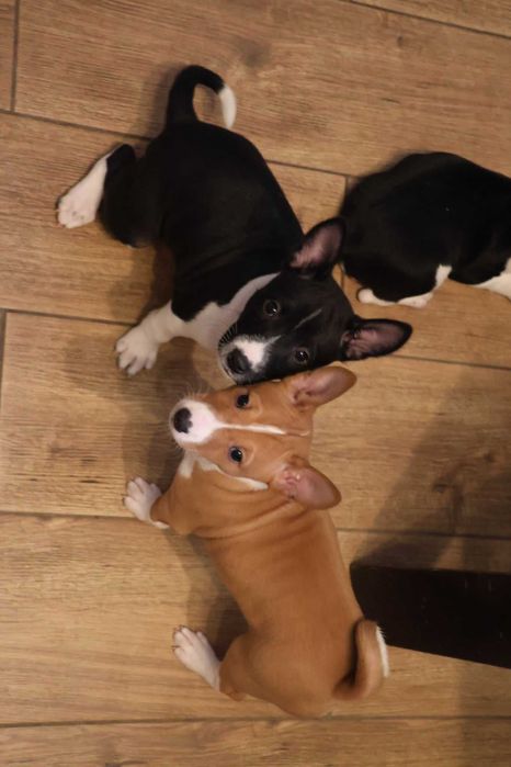 Szczenię piesek basenji FCI