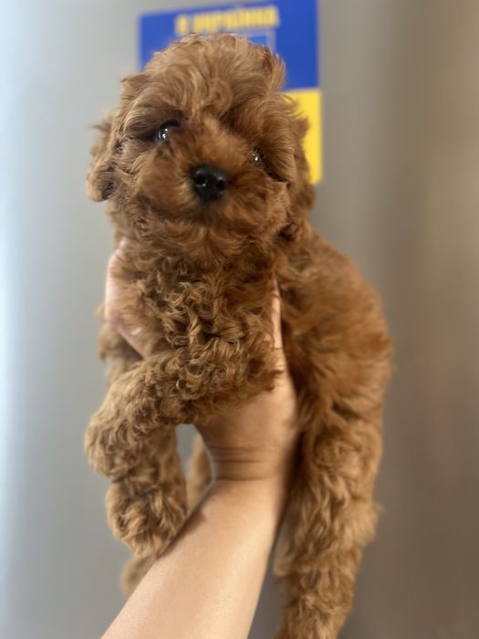 Хлопчик мальтіпу