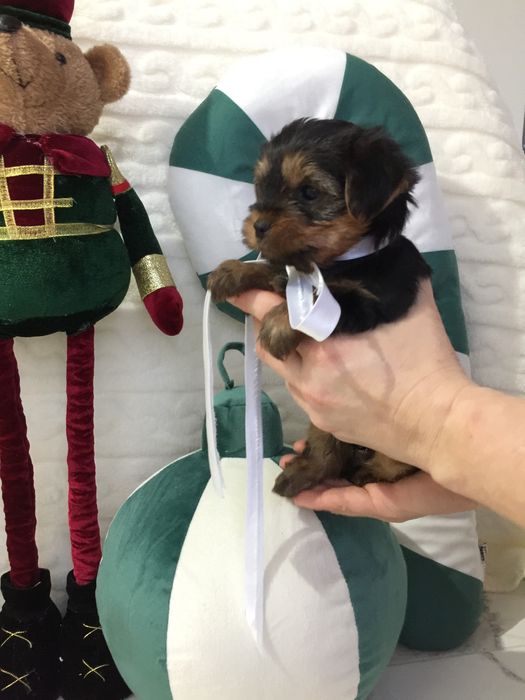 VIP Йорки  чарівні крихітки чекають на вас