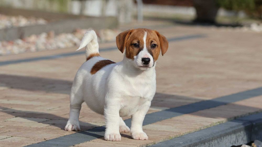 Śliczny Jack Russell Terrier ZKwP FCI-piesek z wzorcowej hodowli