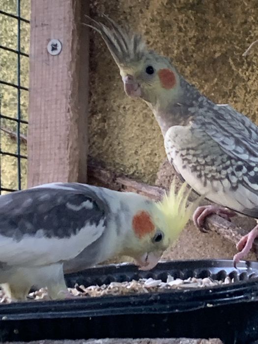 Vendo  caturras adultas e bebes