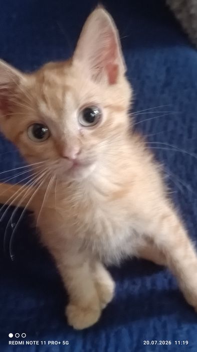 Милый рыжий котик