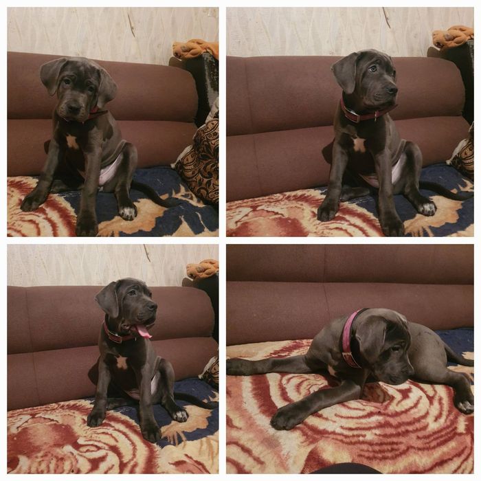 Продам щенков кане корсо