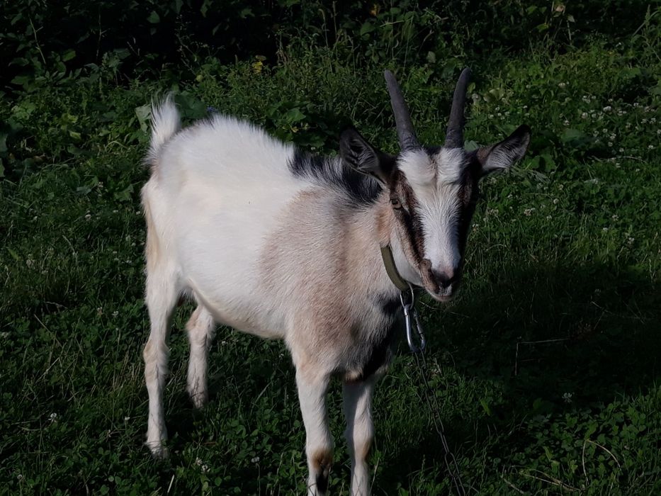Маю на продаж козенят та  молоду козочку