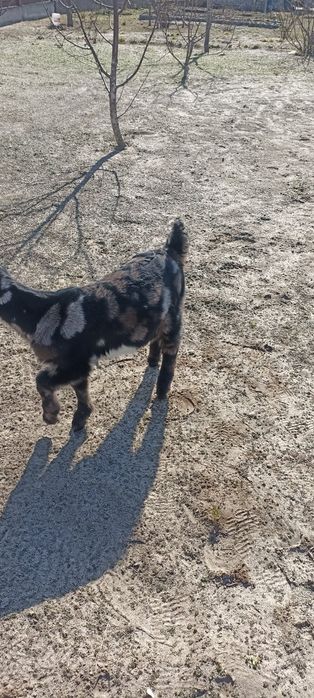 Продам англонубійських козлика