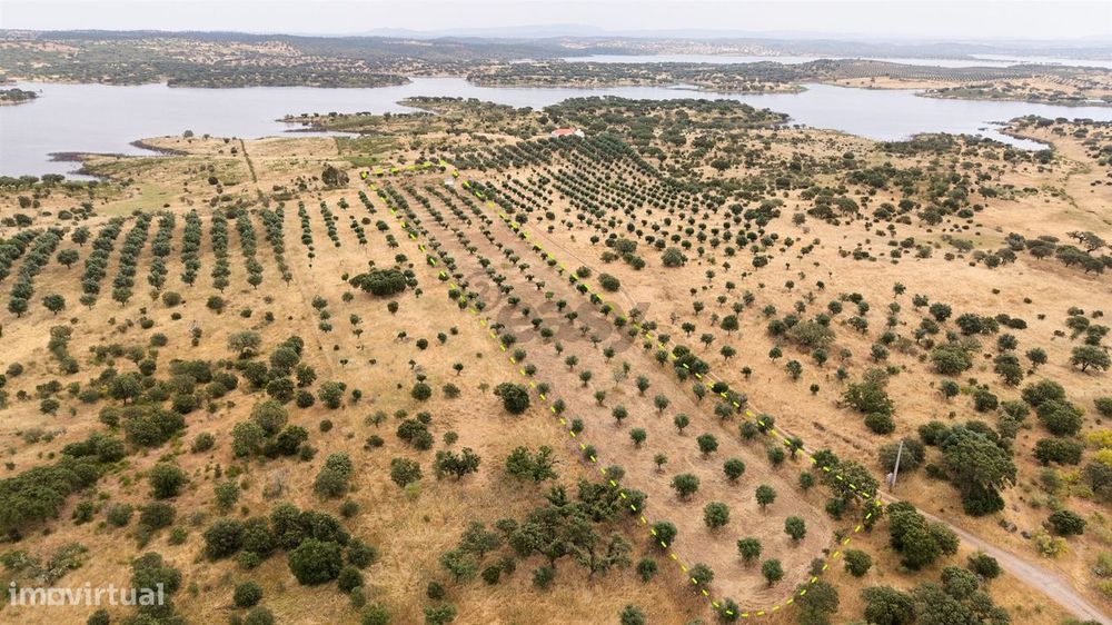 Terreno Agrícola com Olival com 14000m2 Barragem de Alqueva– Ferreira