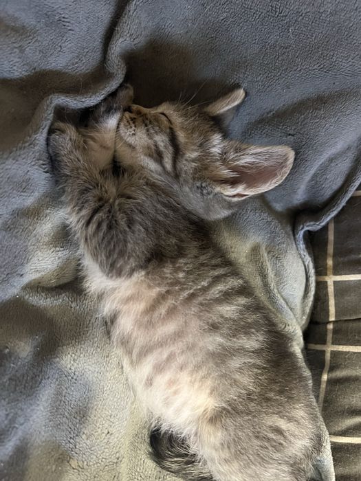 Шотландские котята окрас Табби