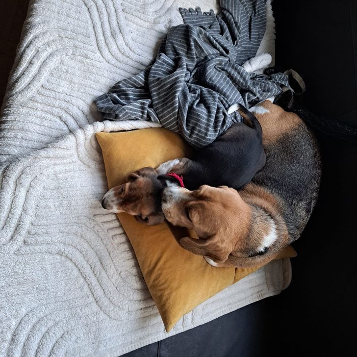 Pies w typie rasy Beagle.