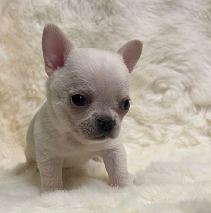 Мальчик чихуа  продажа