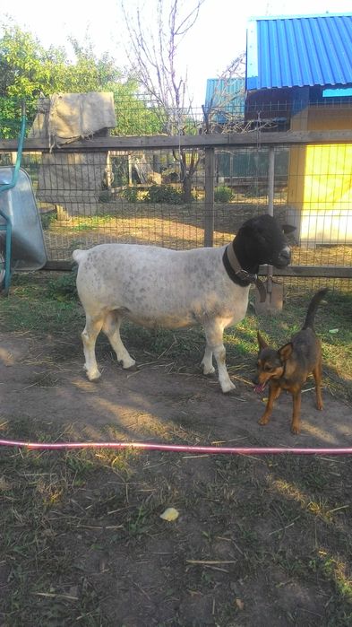 Дорпер чистопородний