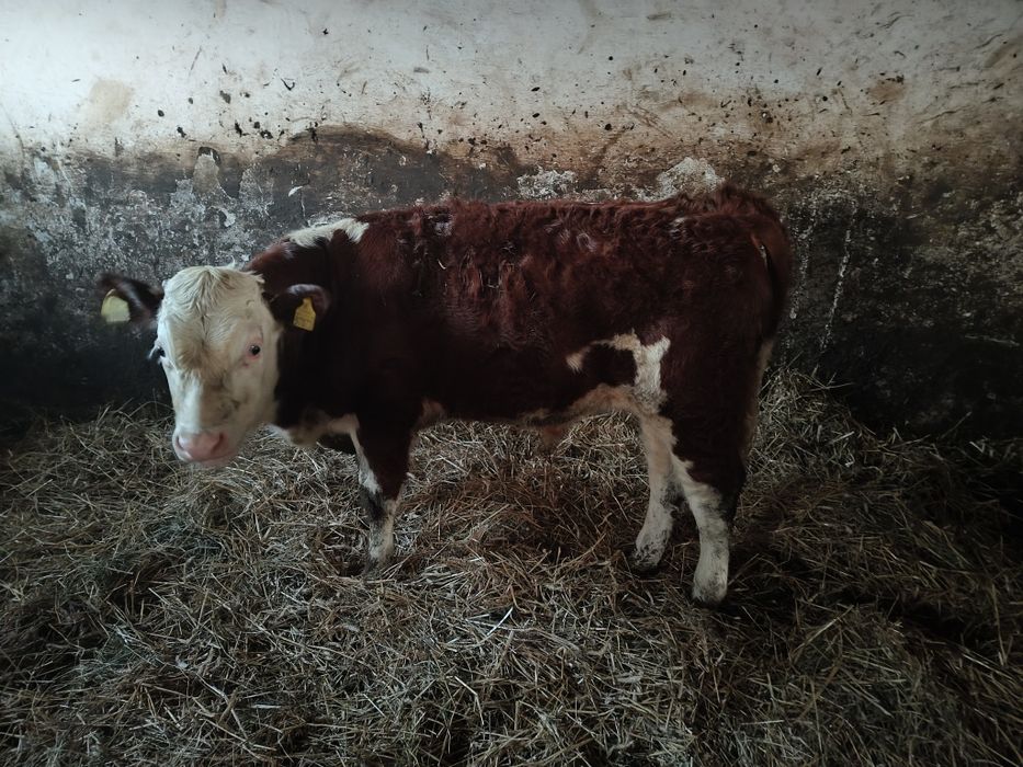Odsadek hereford byczek