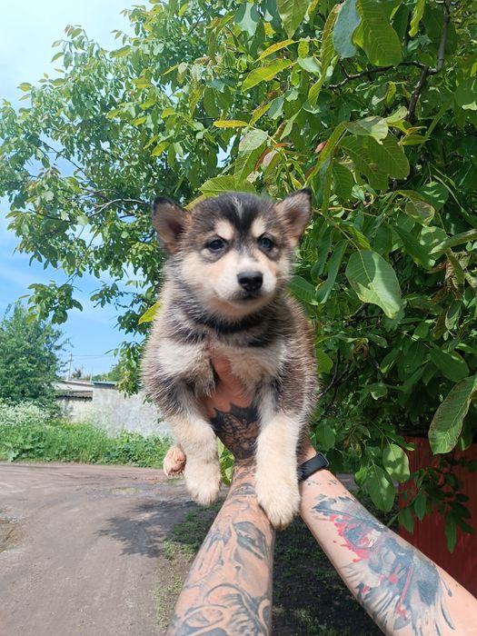 Сибірський хаскі