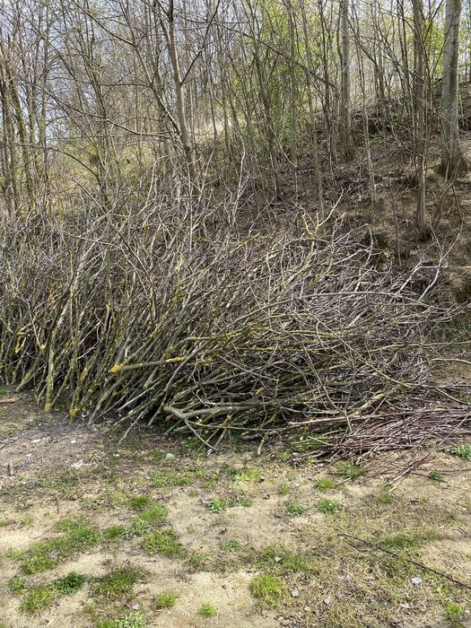 Gałęzie na zrombki