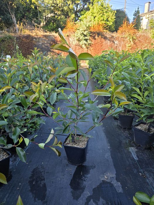 Photinia Red Robin
