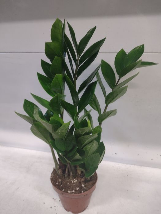 Замиуокулькас долларовое дерево