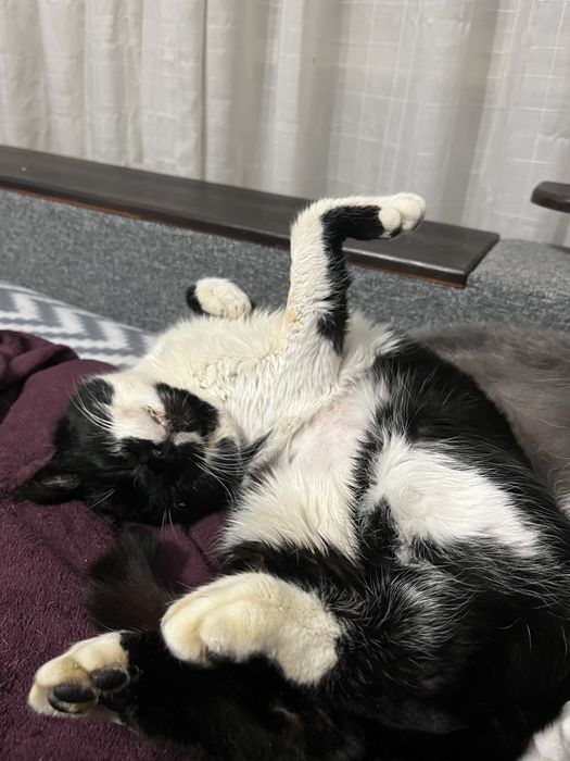 Котик шукає родину