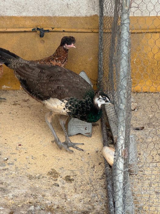 Pavoa em Évora para venda