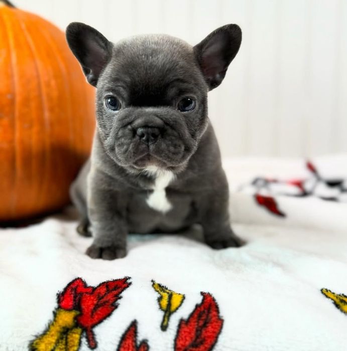 Красотуля дівчинка , красотка.блакитна