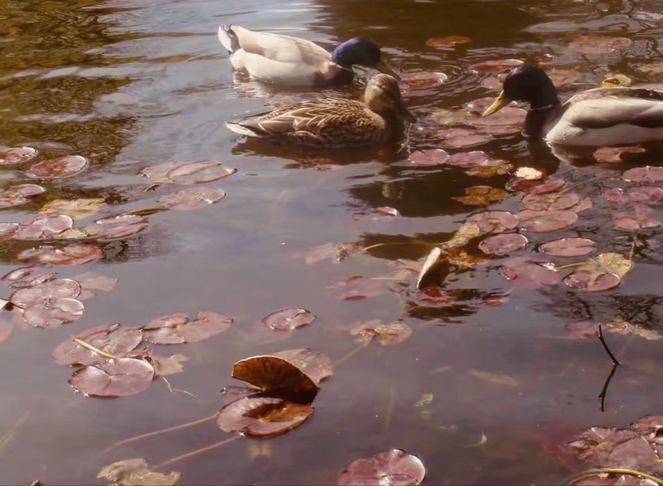 Sony Cyber-Shot DSC-T30 Цифровий Вінтажний Фотоапарат Мильниця